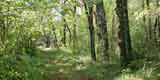woods
